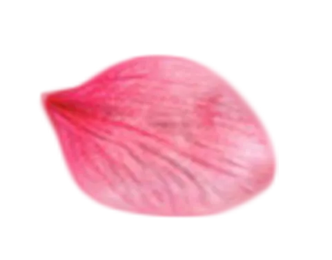 —Pngtree—a beautiful pink flower petal_4470282 1 (1)