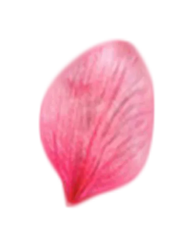—Pngtree—a beautiful pink flower petal_4470282 1 (2)