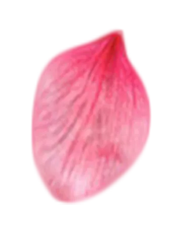 —Pngtree—a beautiful pink flower petal_4470282 1 (3)