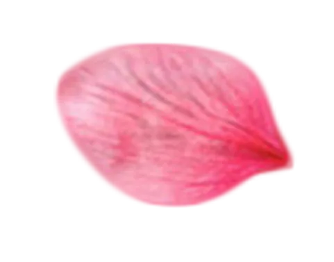 —Pngtree—a beautiful pink flower petal_4470282 1